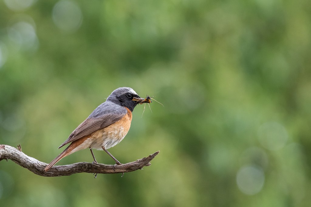 Gekraagde roodstaart_Phoenicurus phoenicurus-