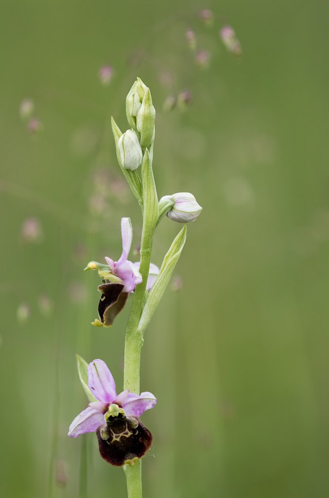 Hommelorchis_Ophrys fuciflora