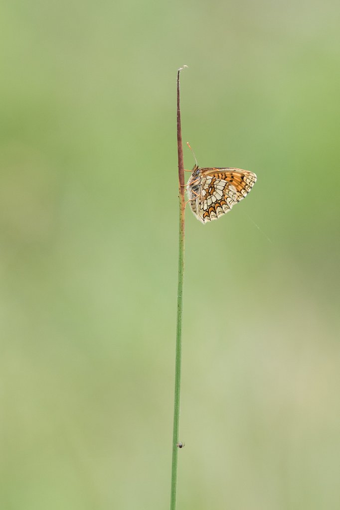 Bosparelmoervlinder_Melitaea athalia