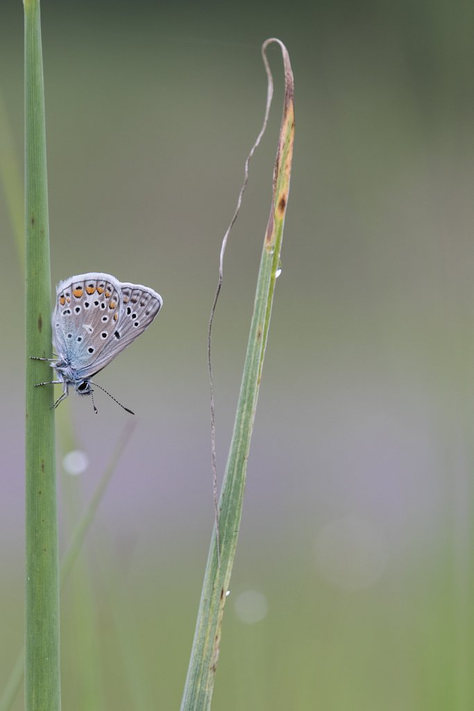 Icarusblauwtje_Polyommatus icarus