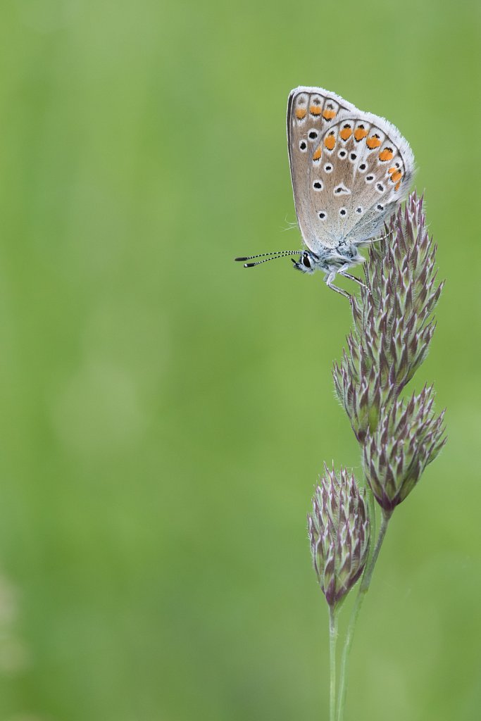 Icarusblauwtje_Polyommatus icarus-