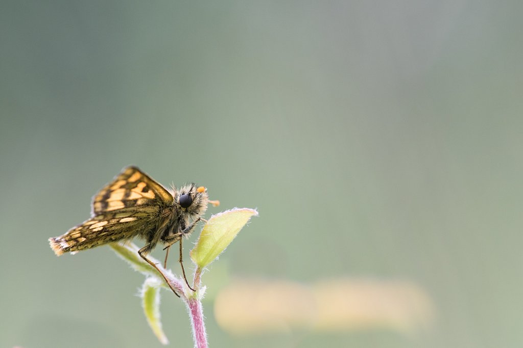 Bont dikkopje_Carterocephalus palaemon