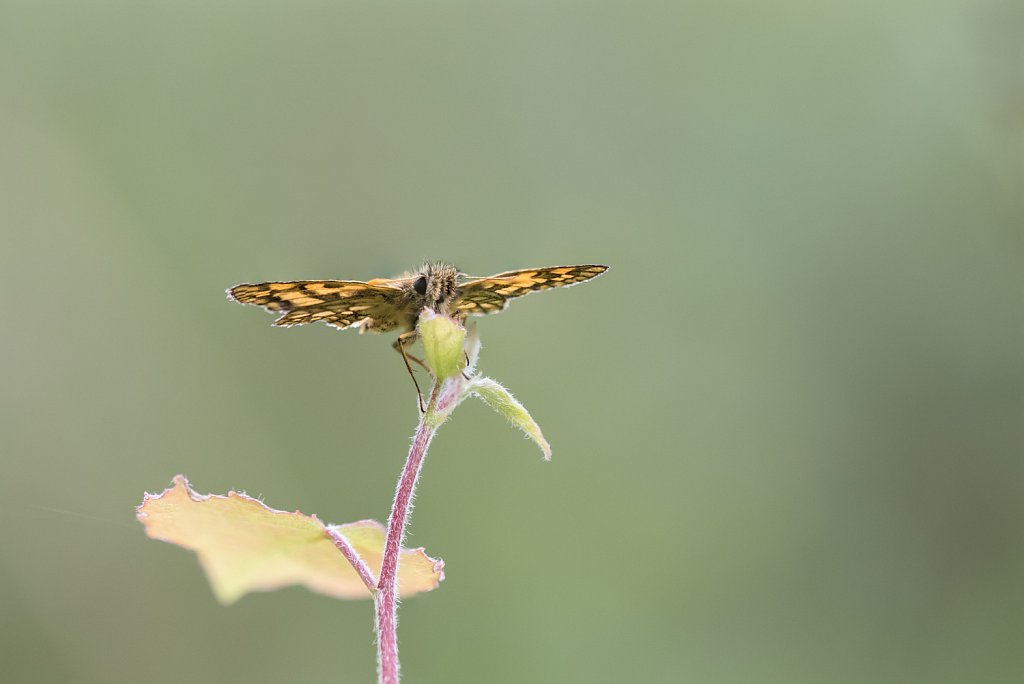 Bont dikkopje_Carterocephalus palaemon