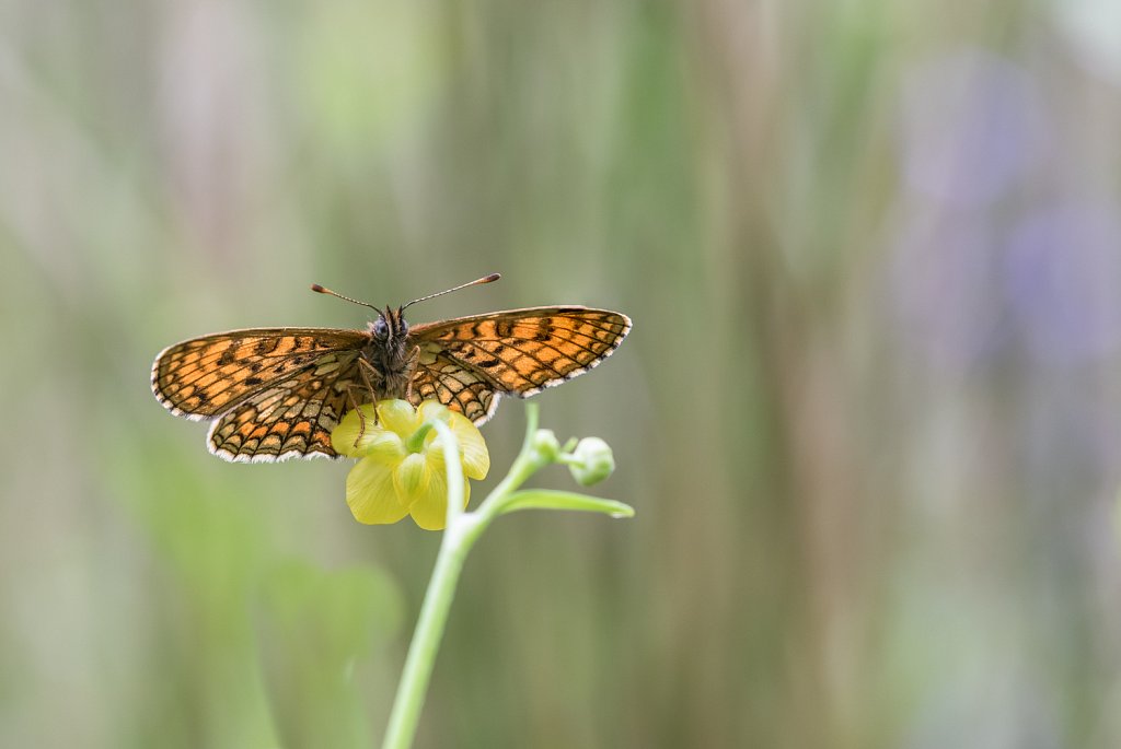 Bosparelmoervlinder_Melitaea athalia