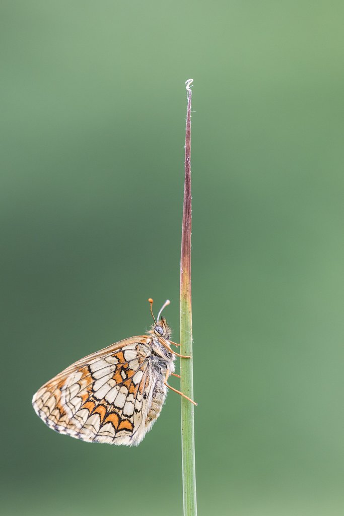 Bosparelmoervlinder_Melitaea athalia