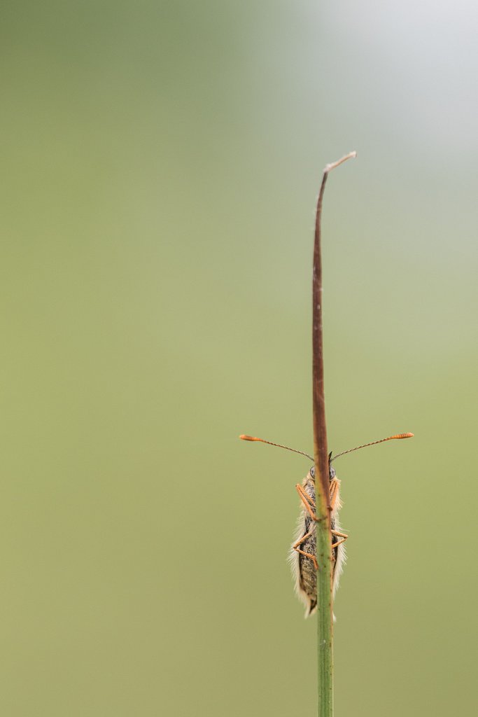 Bosparelmoervlinder_Melitaea athalia