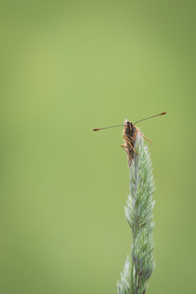 Bosparelmoervlinder_Melitaea athalia