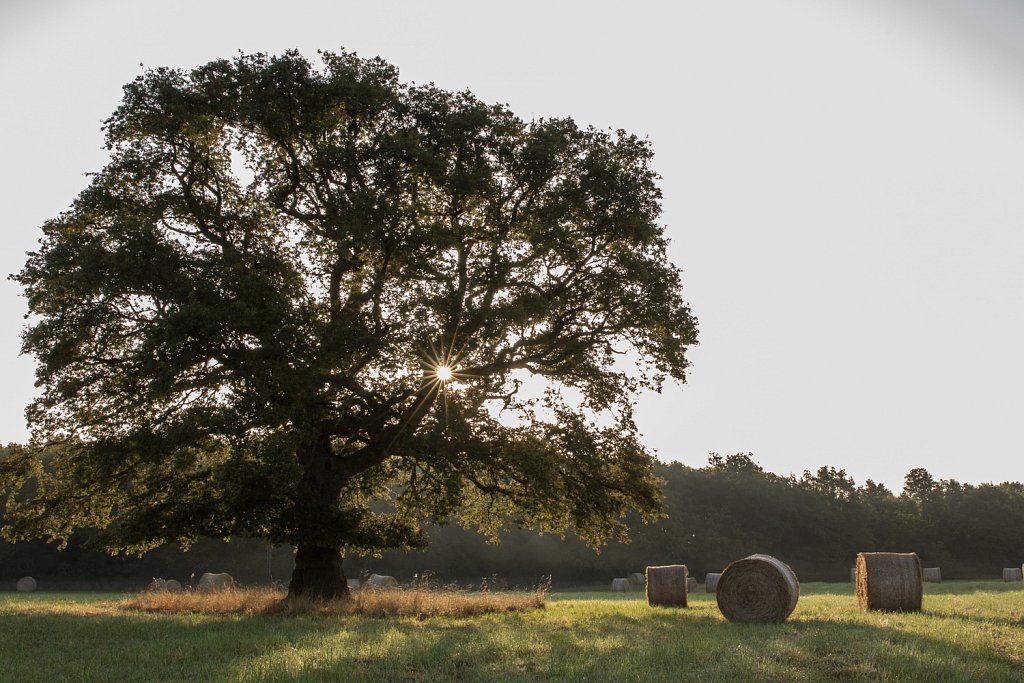 Zomereik _Quercus robur