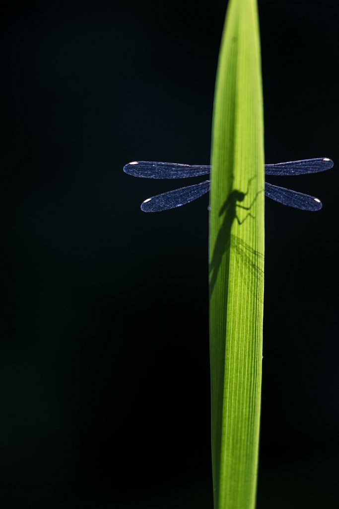 Houtpantserjuffer_Lestes viridis