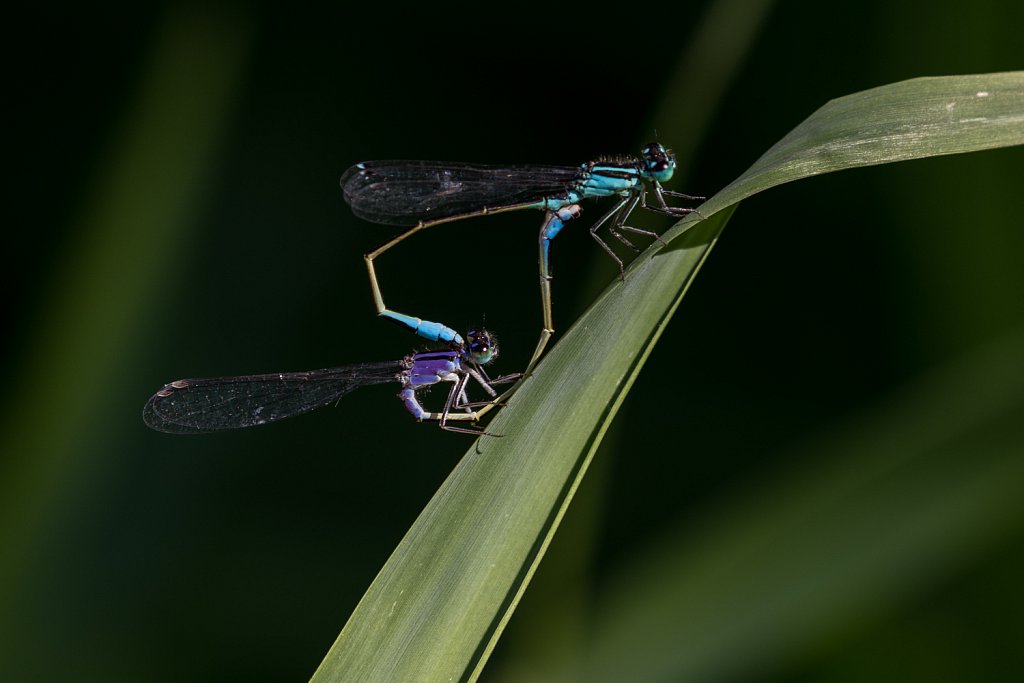 Lantaarntje_Ischnura elegans.