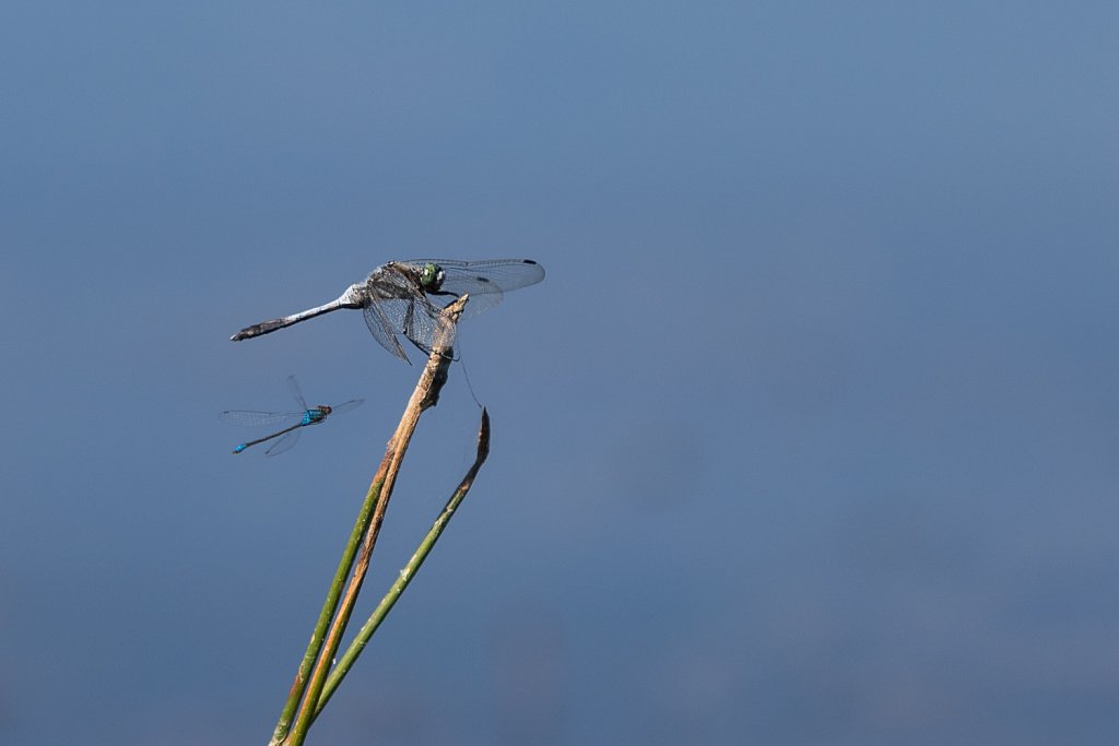 Witpuntoeverlibel_Orthetrum albistylum