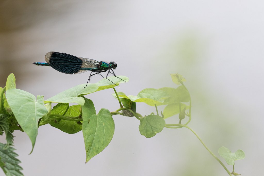 Weidebeekjuffer_Calopteryx splendens