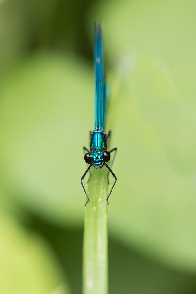 Weidebeekjuffer_Calopteryx splendens