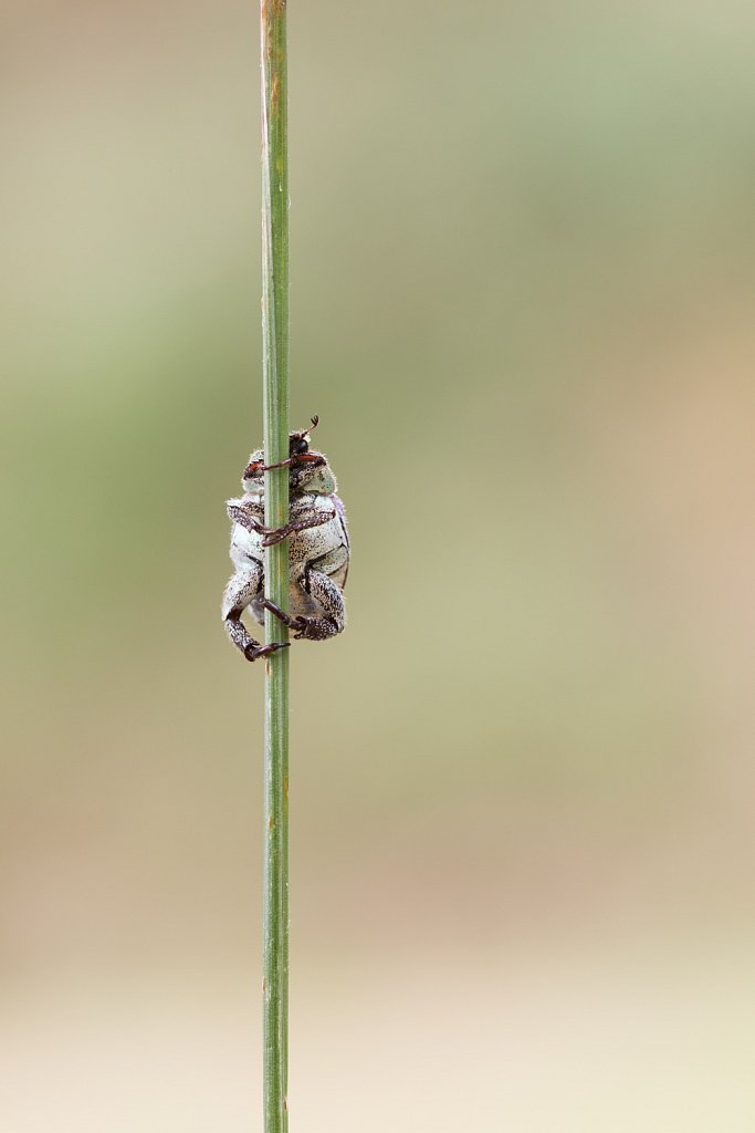 Hoplia coerulea