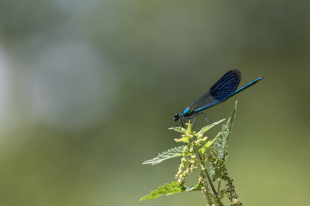 Weidebeekjuffer_Calopteryx splendens