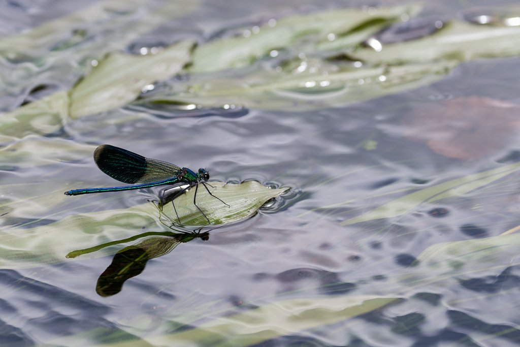 Weidebeekjuffer_Calopteryx splendens