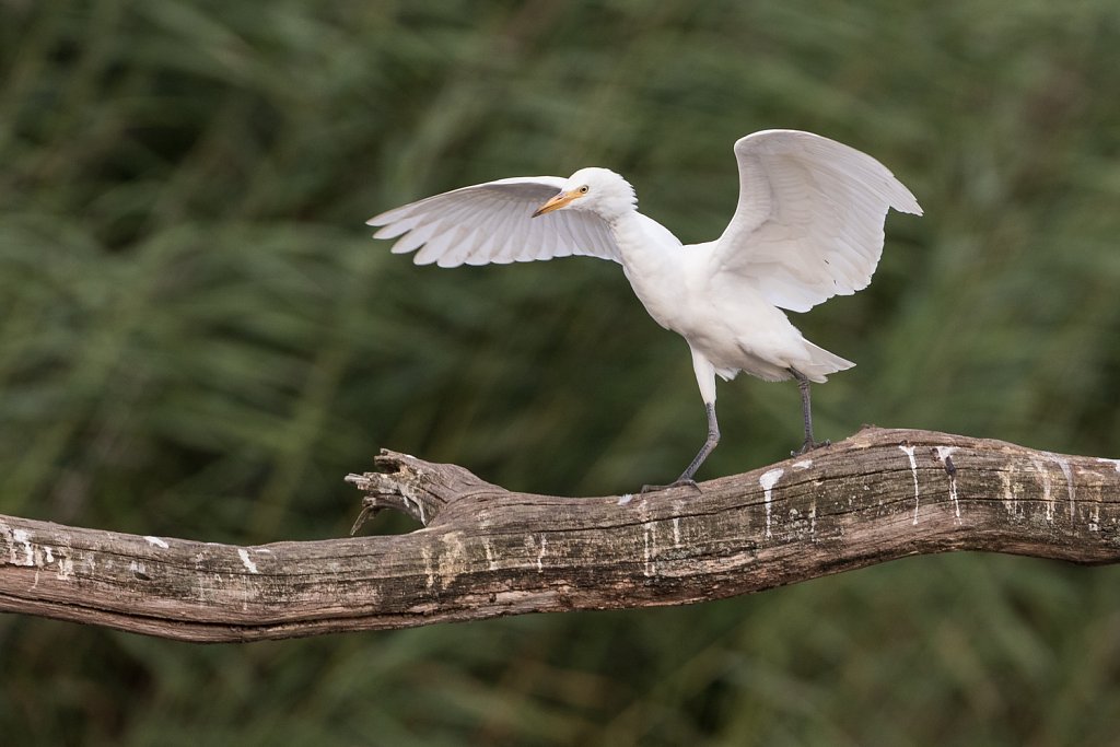 Koereiger_Bubulcus ibis