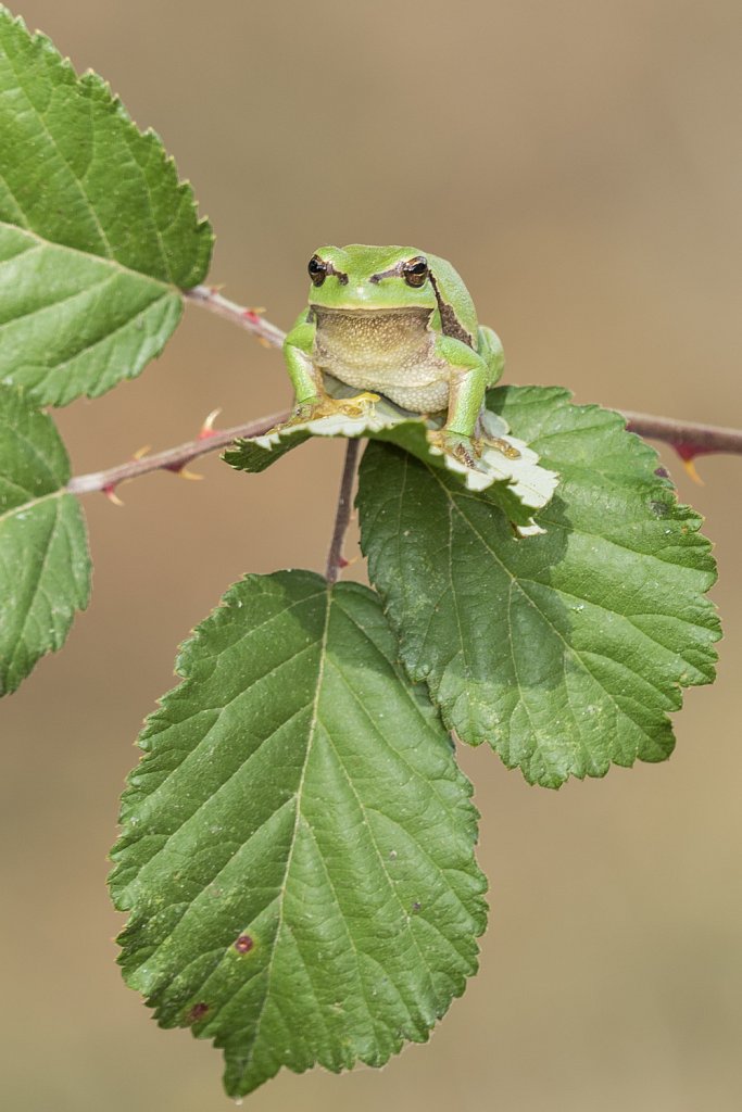 Boomkikker_Hyla arborea