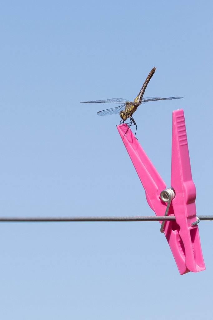 Bloedrode heidelibel_Sympetrum sanguineum