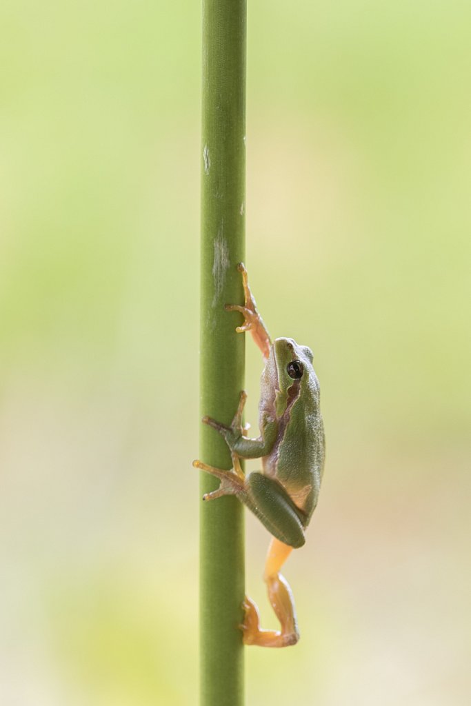 Boomkikker_Hyla arborea