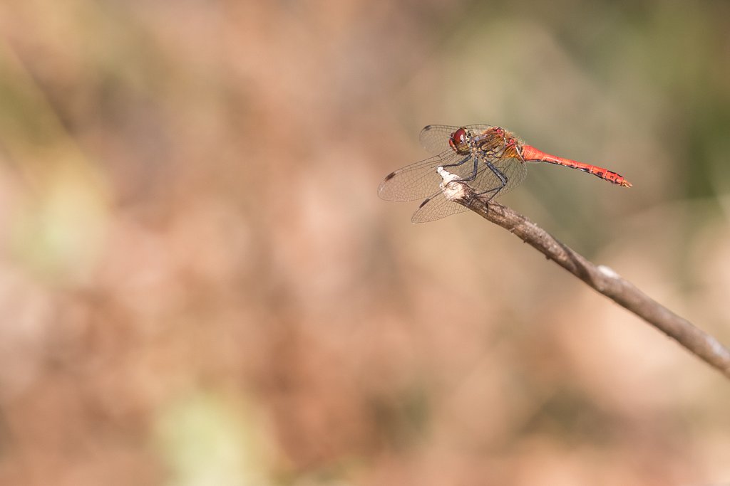 Bloedrode heidelibel_Sympetrum sanguineum