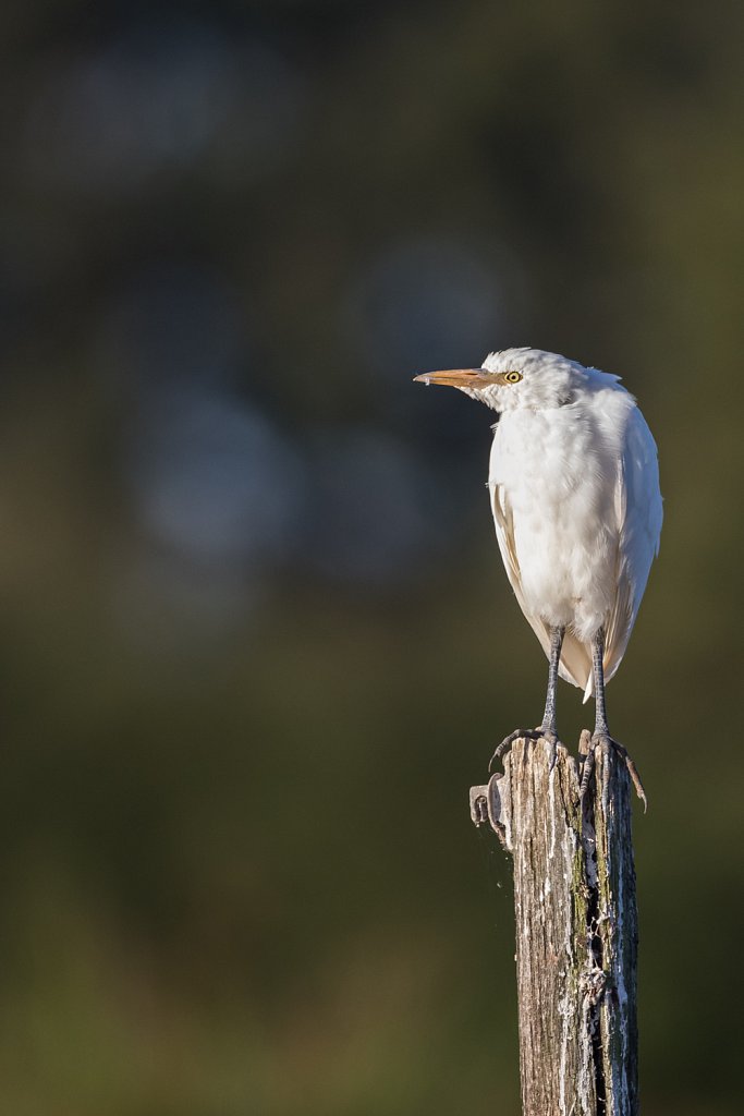 Koereiger_Bubulcus ibis