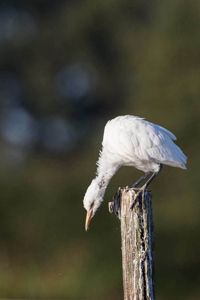 Koereiger_Bubulcus ibis