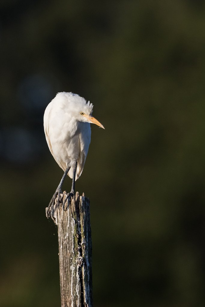 Koereiger_Bubulcus ibis