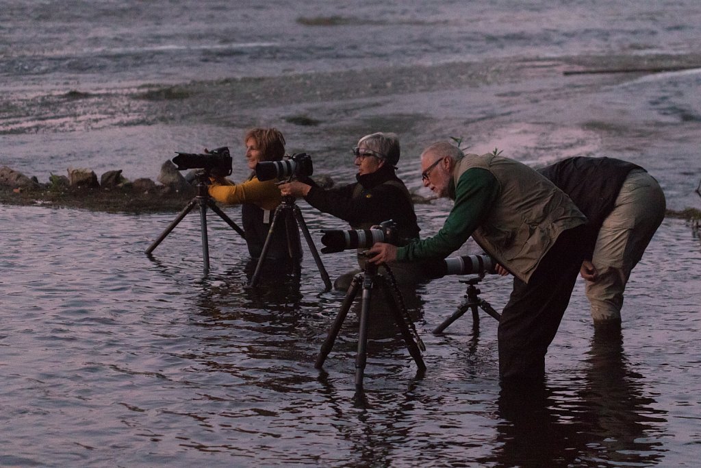 Vroege vogels