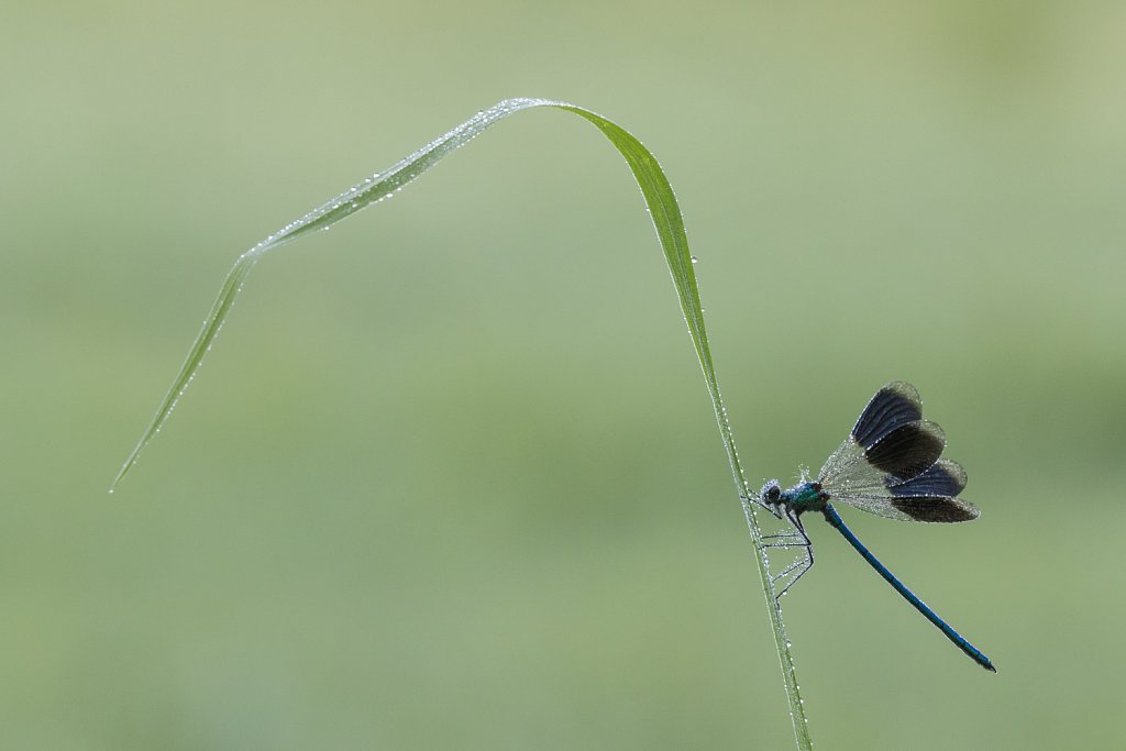 Weidebeekjuffer_Calopteryx splendens