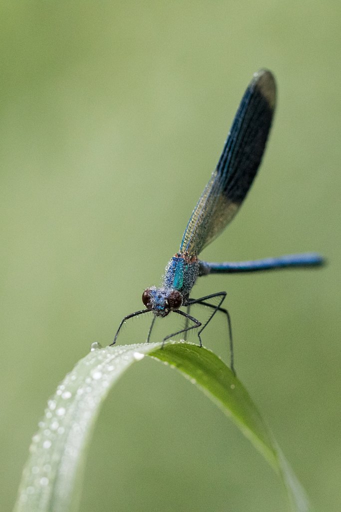 Weidebeekjuffer_Calopteryx splendens