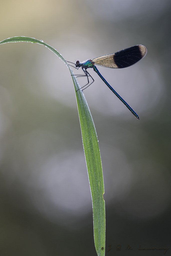 Weidebeekjuffer_Calopteryx splendens