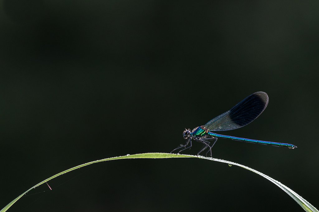 Weidebeekjuffer_Calopteryx splendens