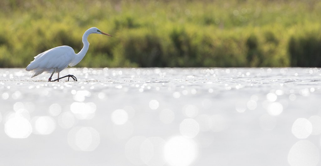 Grote zilverreiger_Casmerodius albus