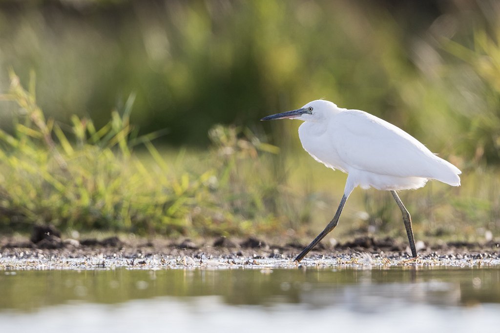 Kleine zilverreiger_Egretta garzetta-