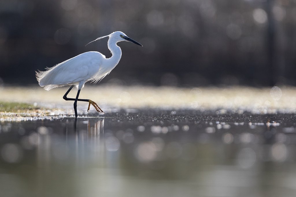 Kleine zilverreiger_Egretta garzetta-