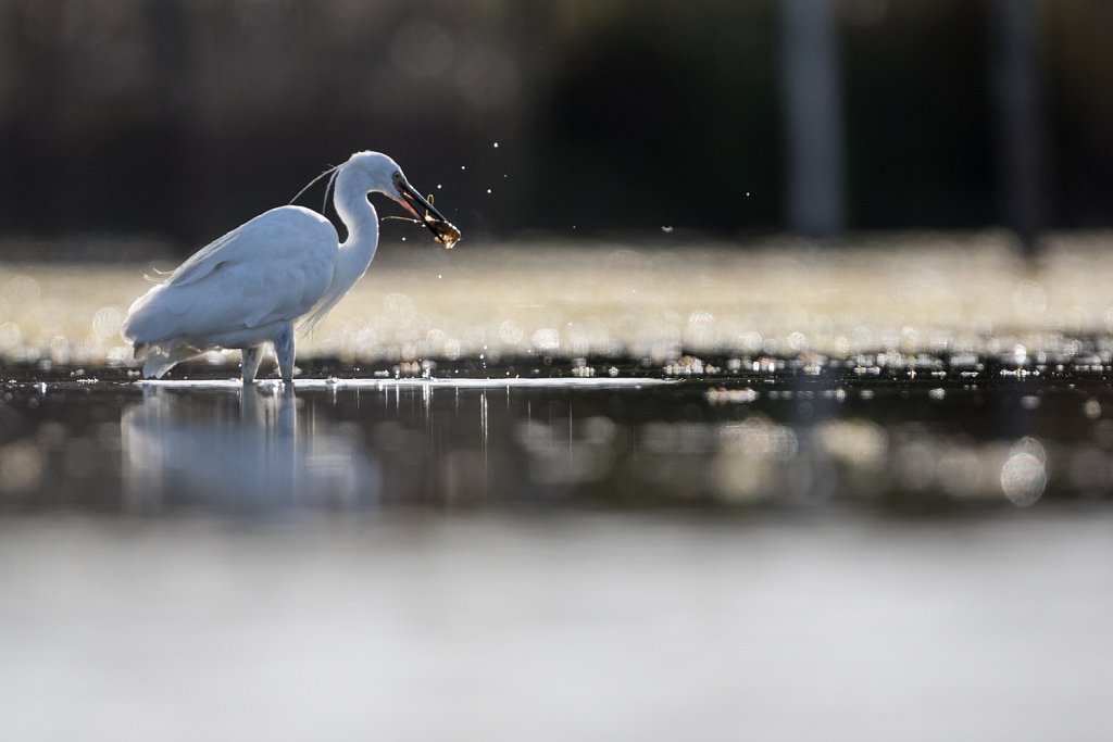 Kleine zilverreiger_Egretta garzetta-