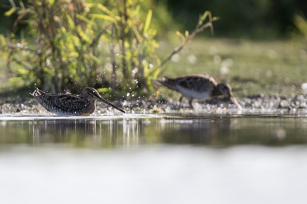 Watersnip_Gallinago gallinago