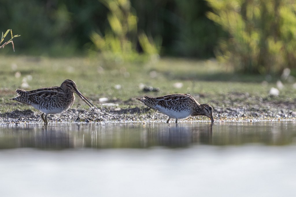 Watersnip_Gallinago gallinago