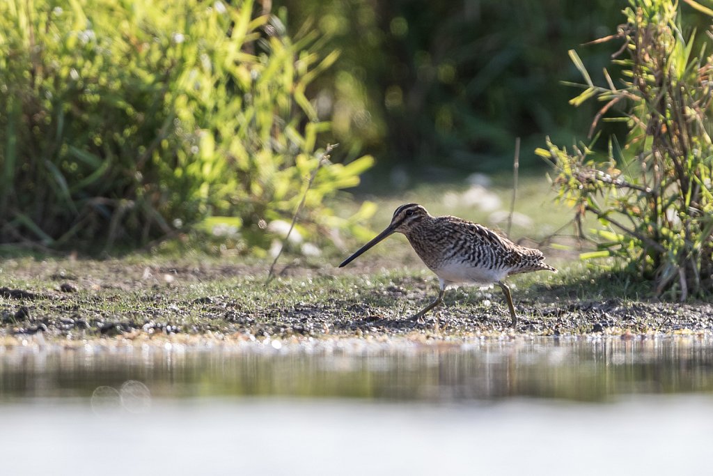 Watersnip_Gallinago gallinago