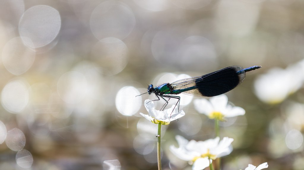 Weidebeekjuffer_Calopteryx splendens