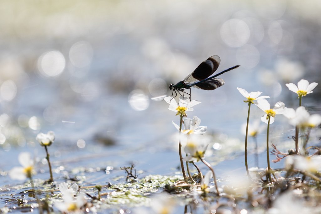 Grote waterranonkel_Ranunculus peltatus