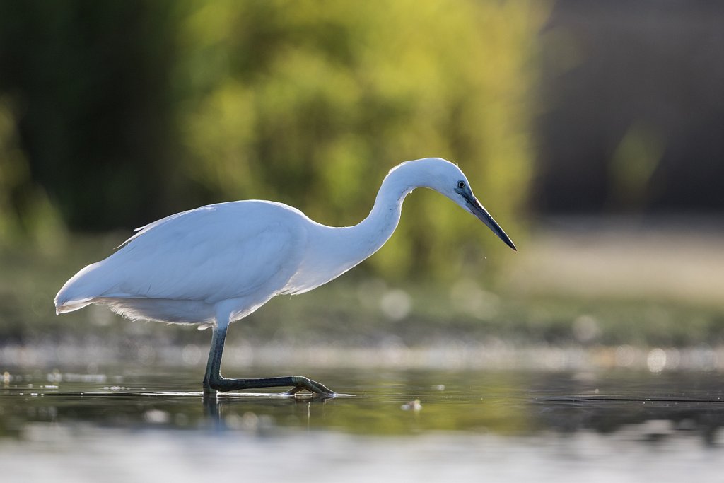 Kleine zilverreiger_Egretta garzetta