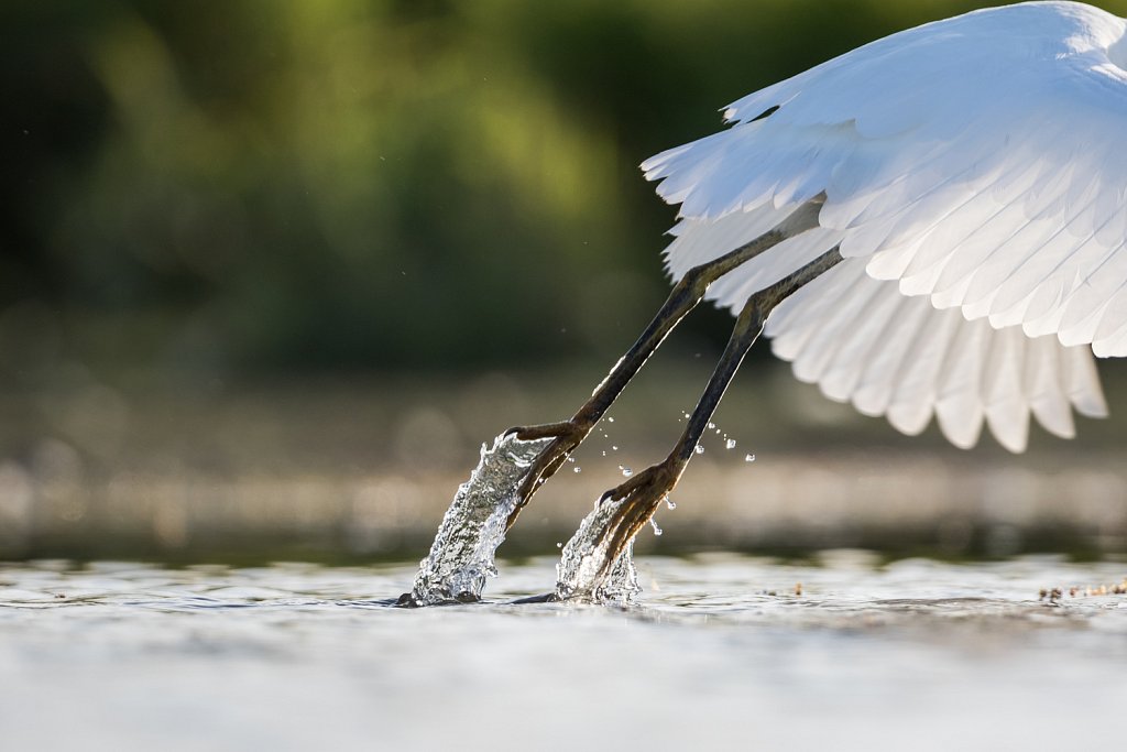 Kleine zilverreiger_Egretta garzetta