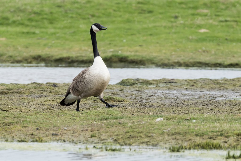 Grote canadese gans-Branta canadensis