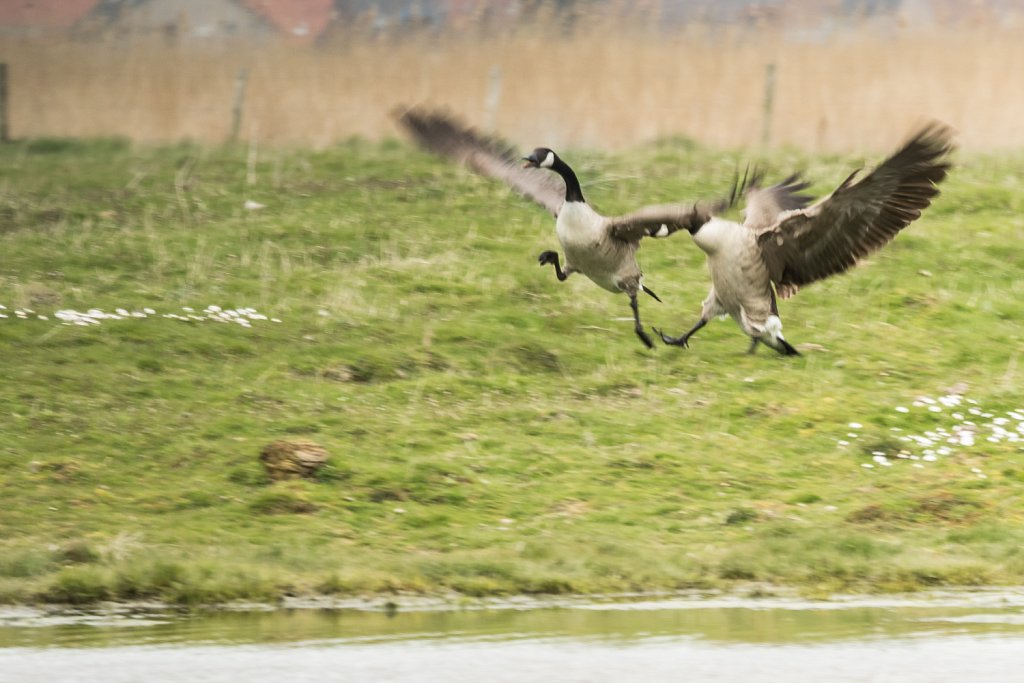 Grote canadese ganzen-Branta canadensis