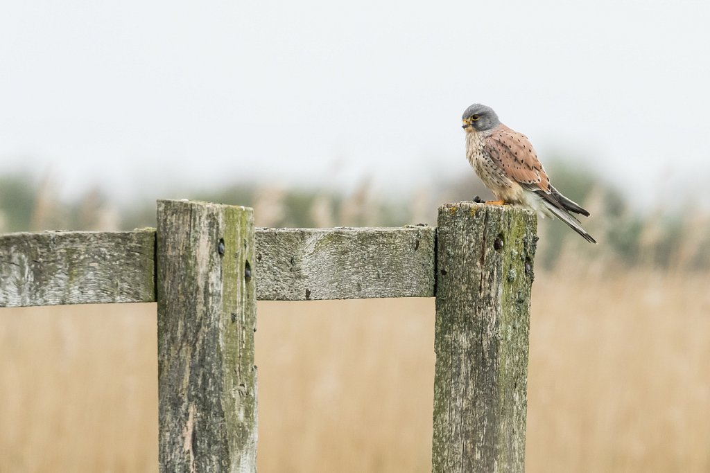 Torenvalk_Falco tinnunculus