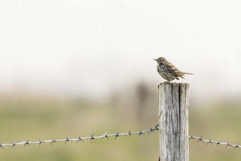 Graspieper-Anthus pratensis