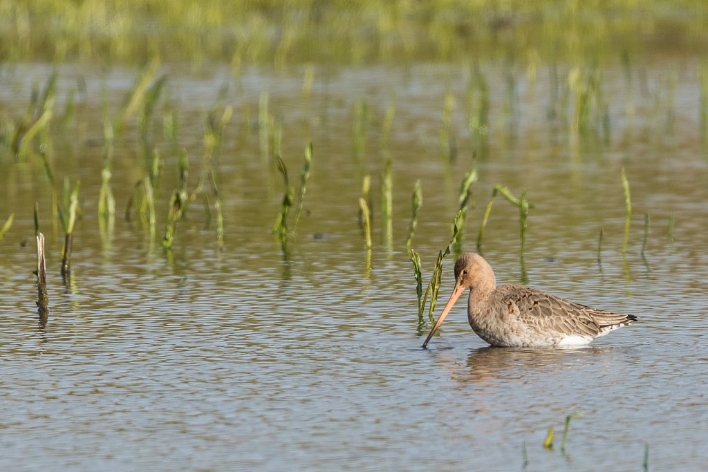 Grutto-Limosa limosa