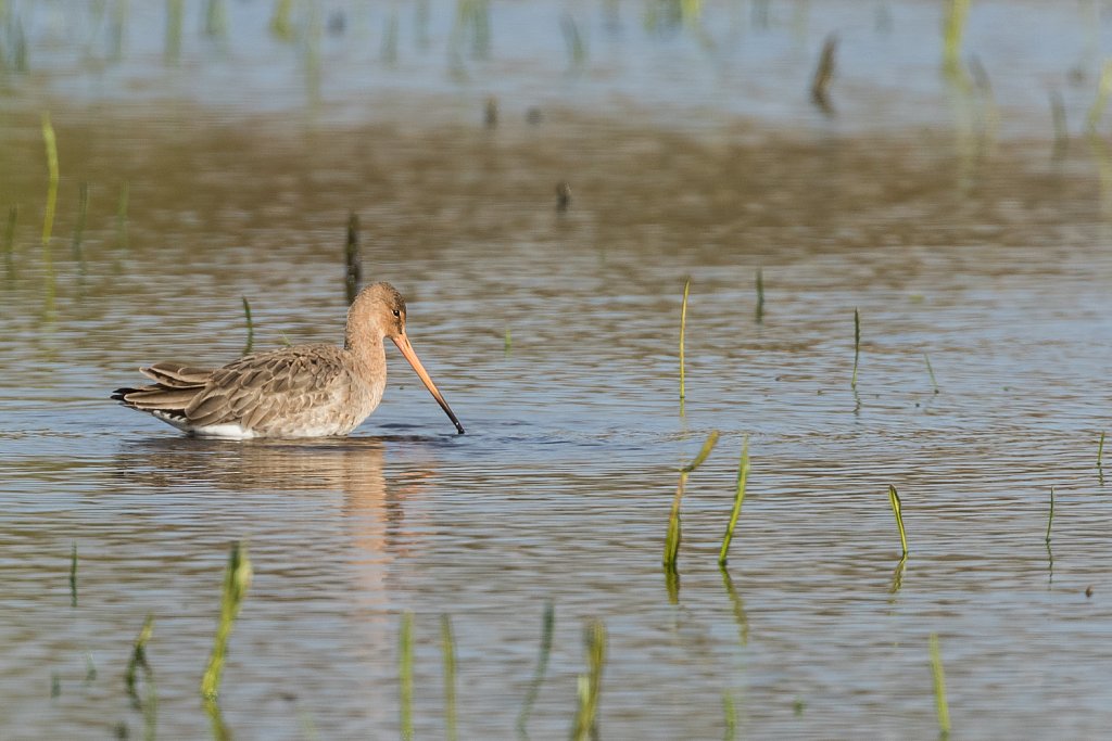 Grutto-Limosa limosa